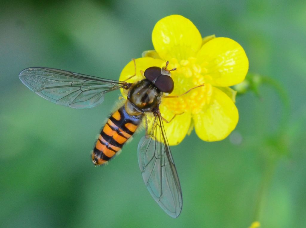 Syrphidae  LSC1 - Episirphus balteatus